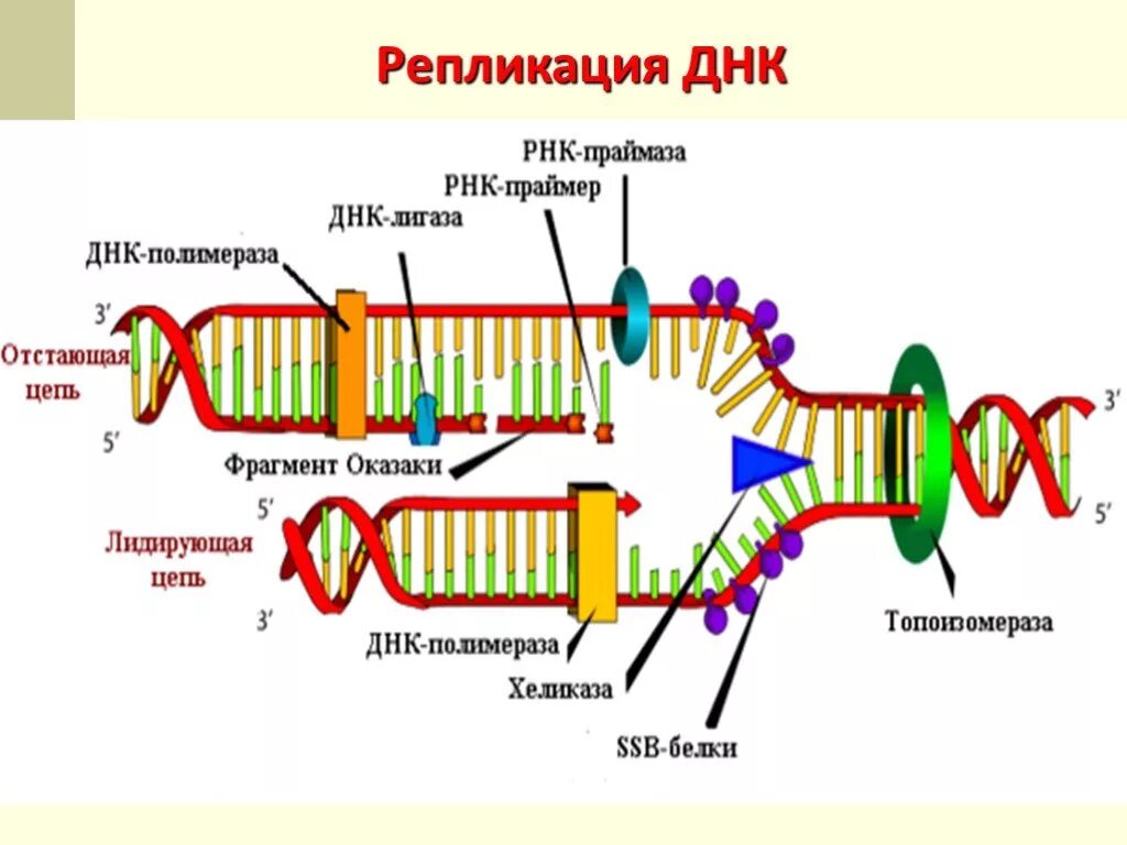 Образование дочерних днк. Репликация ДНК механизмы ферменты. Схема репликации ДНК ферменты. Молекулярный механизм репликации. Механизм репликации ДНК ЕГЭ.