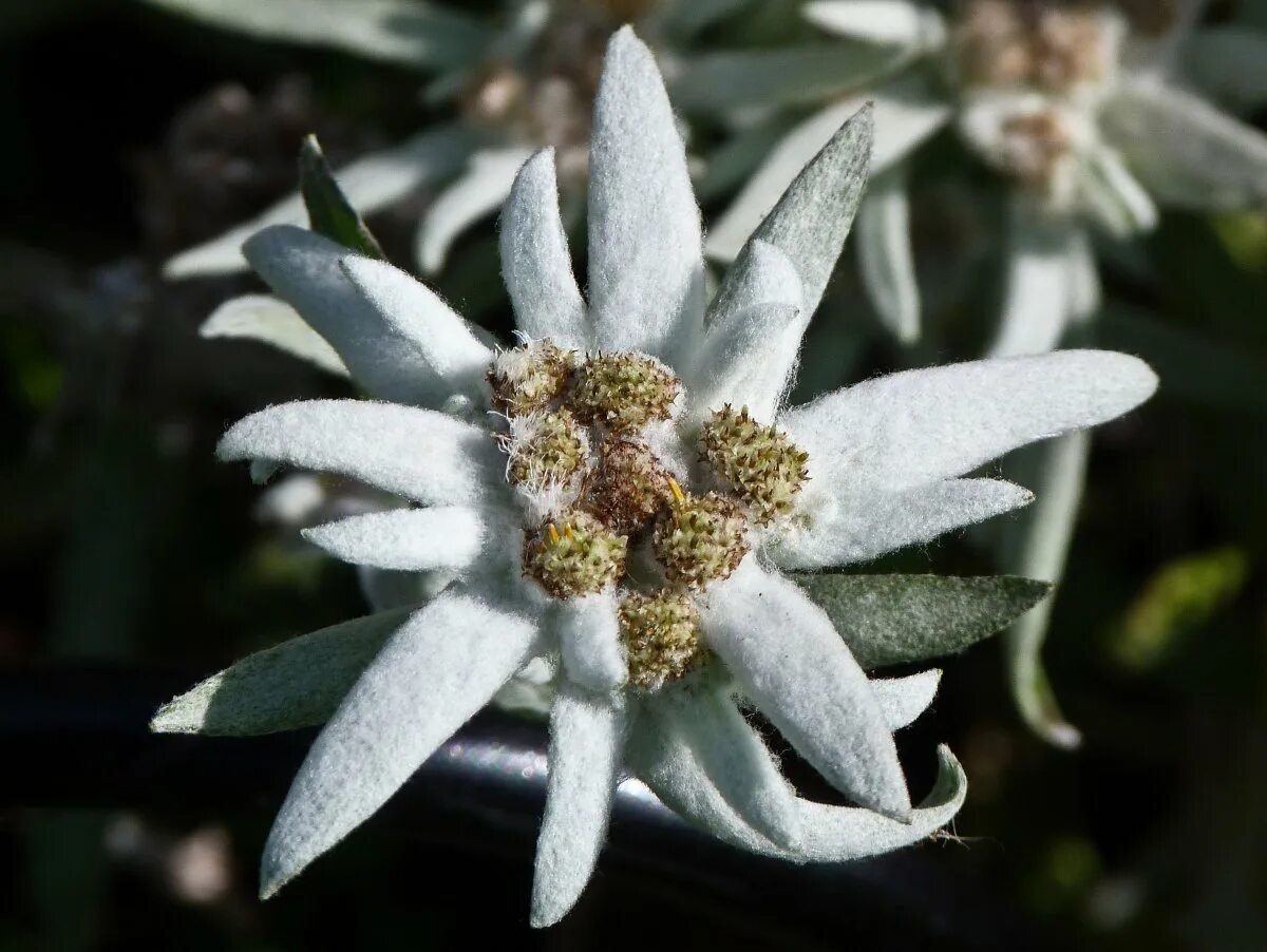 Какой тип питания характерен для эдельвейса. Эдельвейс цветок. Leontopodium alpinum. Эдельвейс Альпийский. Цветок Эдельвейс Альпийский.