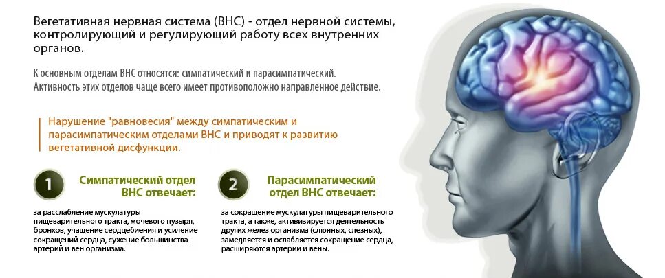 Расстройство нервной системы. Влияние стресса на центральную нервную систему. Заболевания вегетативной нервной системы. Нарушение работы нервной системы.