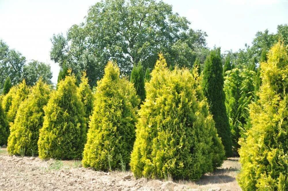 туя западная холмструп йеллоу. Gold europe. туя thuja occidentalis europe gold. Gold europe. туя западная europe gold.