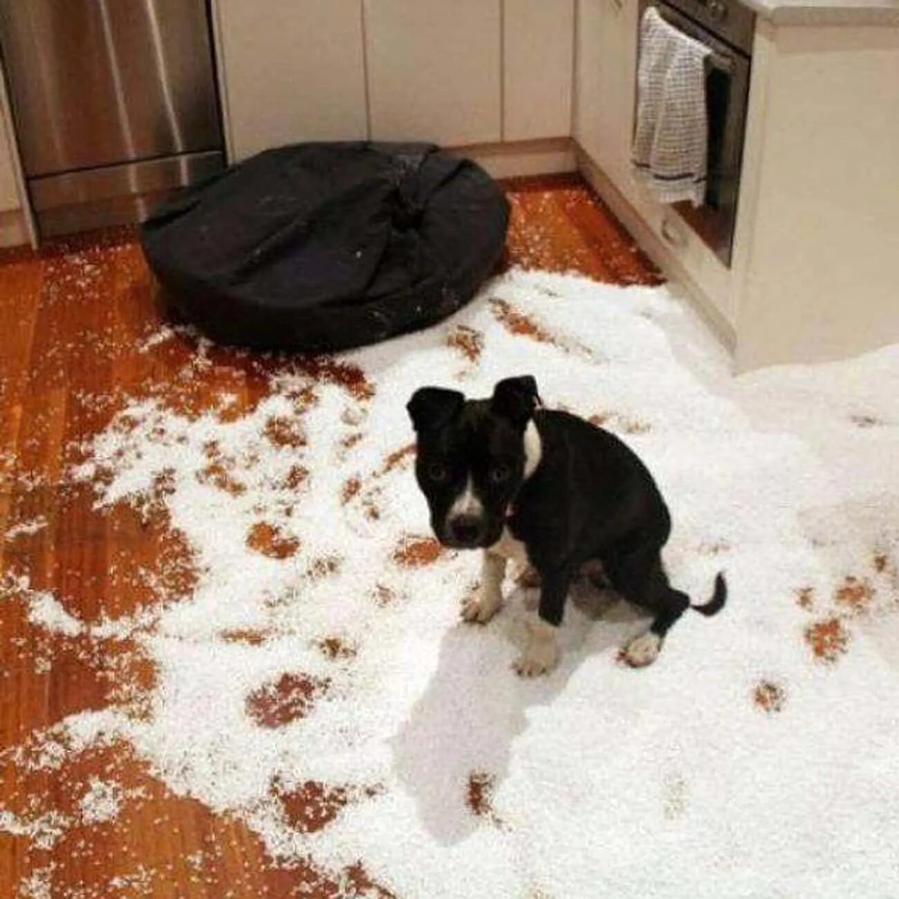 Первые дни щенка в квартире. Почему собака грызет мебель. Собака грызет. Пр вычки собак. Животные в кресле.