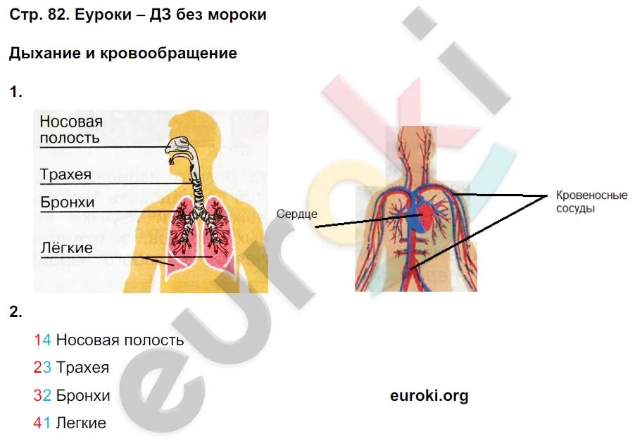 Дыхание и кровообращение 3 класс окружающий. Дыхание и кровообращение 3 класс задания. Дыхание и кровообращение 3 класс окружающий мир.