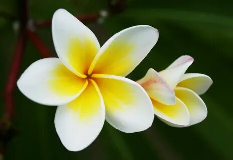 Lao national flower - wedding floral idea Frangipani, Plumeria.