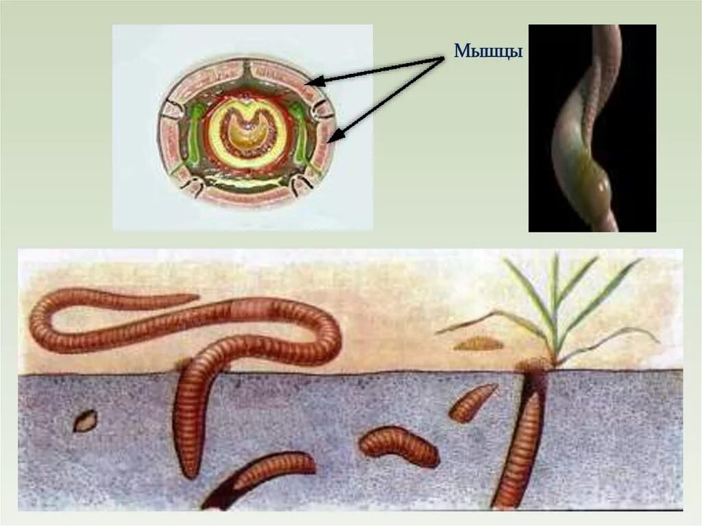 2 группы кольчатых червей. Кольчатые черви гетеротрофы. Кольчатые черви цикл развития. Оплодотворение кольчатых червей. Кольчатые черви мышцы.