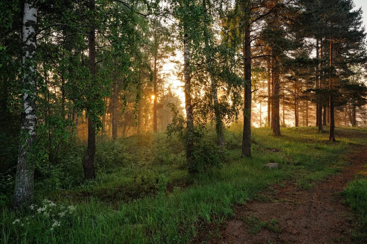 Летом в лесу. Закат солнца в лесу. Рассвет в Сосновом лесу. Утренний лес.