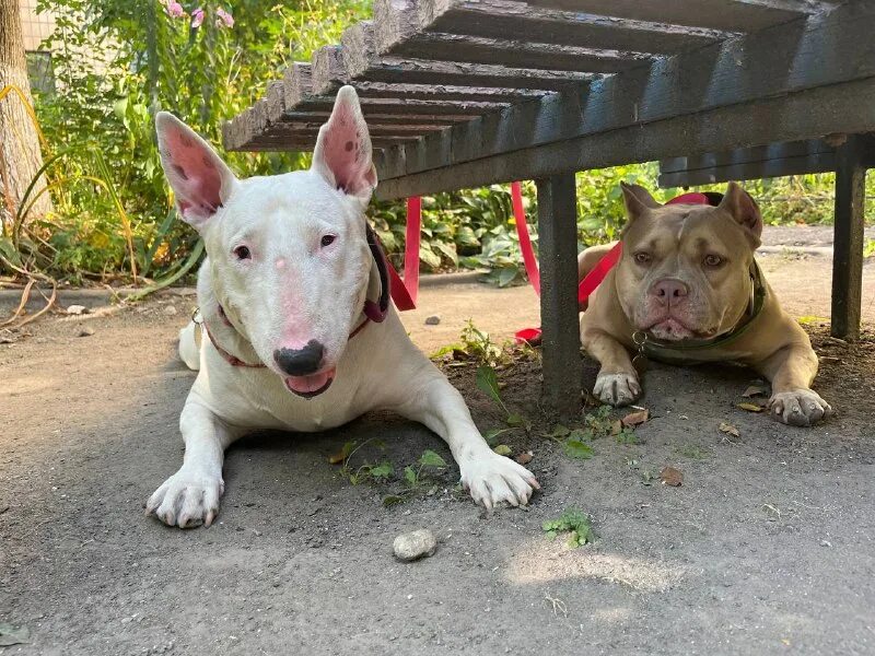 Хаски гетерохромия. Канал собака. Хаски порода хаски. Собака шо. Сибирский хаски щенки.