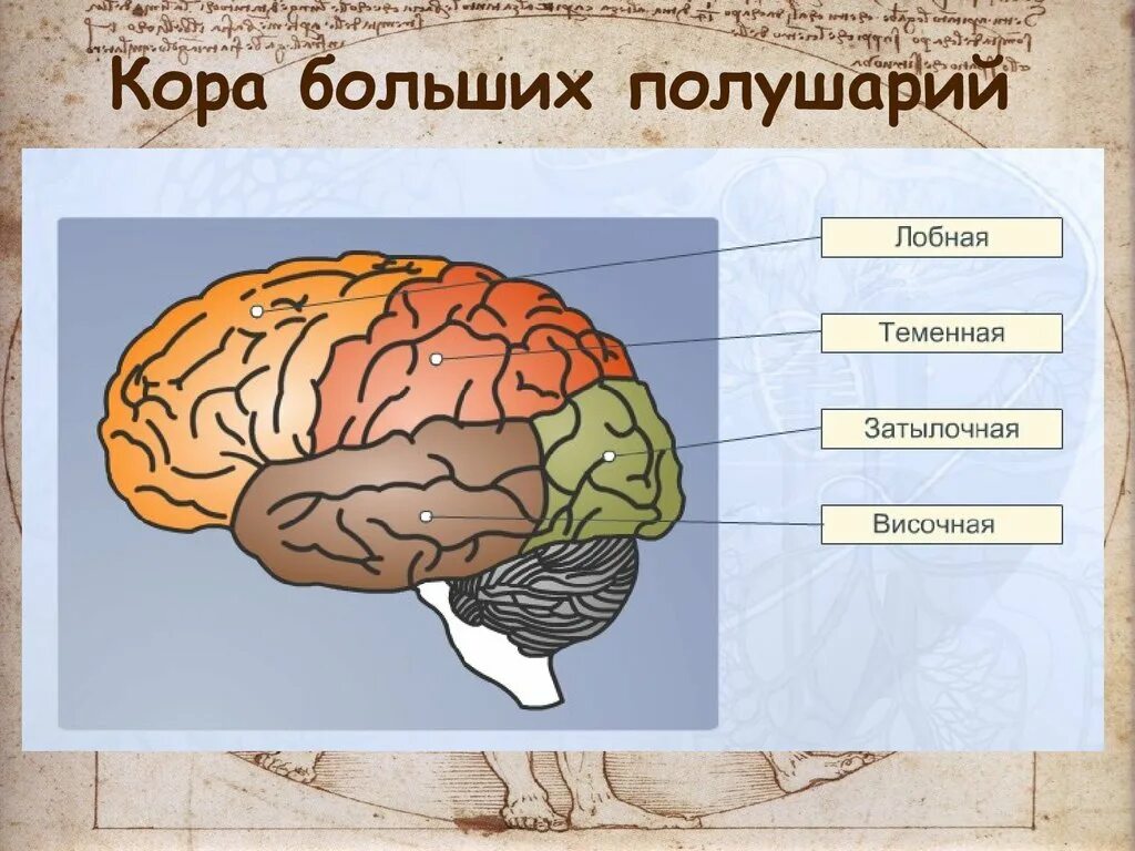 Расположение долей коры больших полушарий. Доли больших полушарий. Доли и зоны больших полушарий головного мозга. Доли коры полушарий.