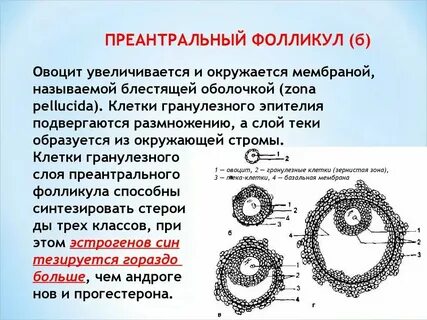 Антральные фолликулы что это