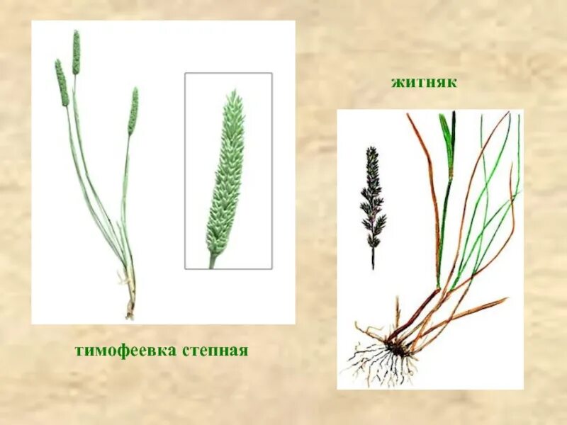 Тимофеевка степная. Злаковые Тимофеевка. Тимофеевка Степная (Phleum phleoides). Тимофеевка Луговая соцветие.