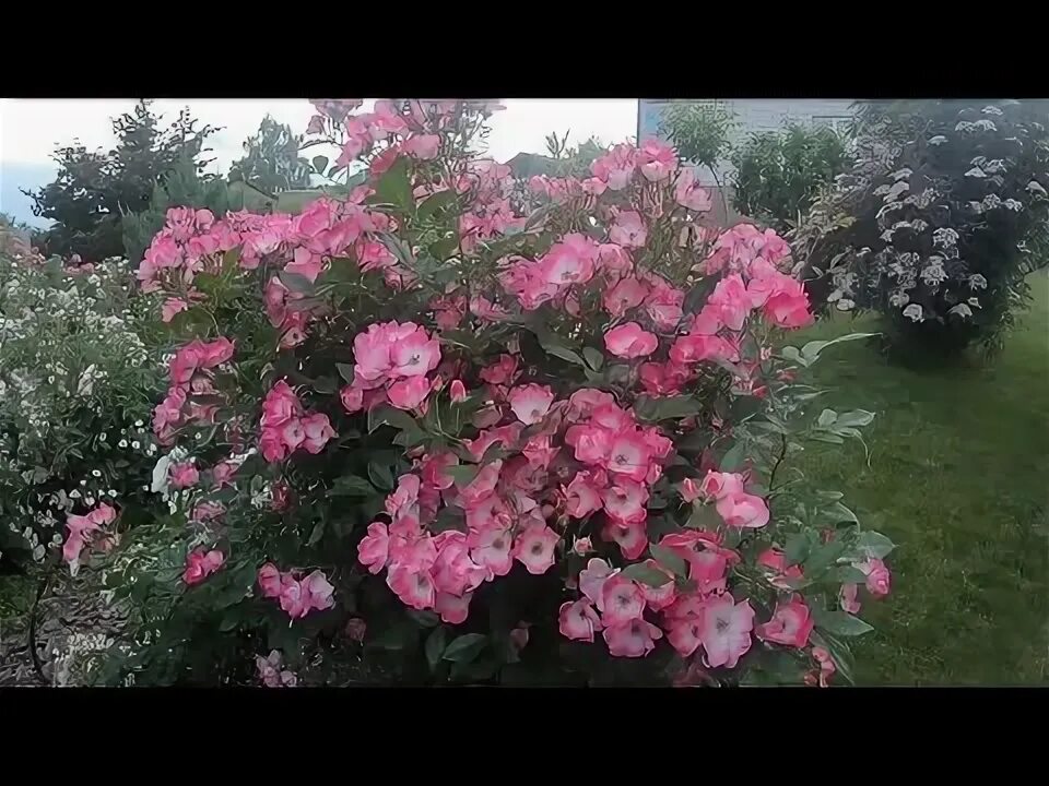 Роза Букаву\ Bukavu. - YouTube
