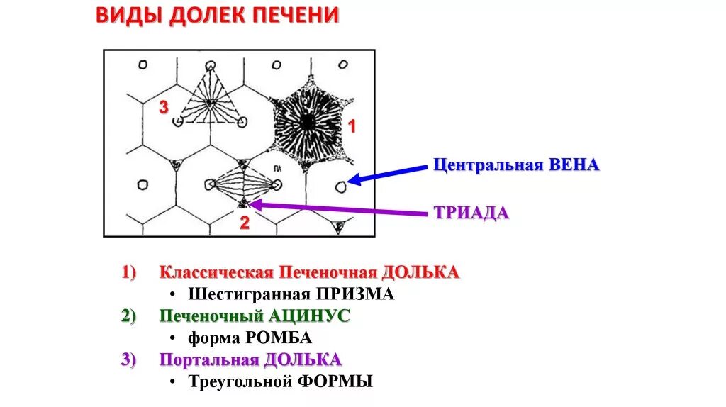 Триада печени. Печеночная Триада анатомия. Портальная долька и ацинус печени. Печеночная долька и ацинус. Долька печени с Триадой.