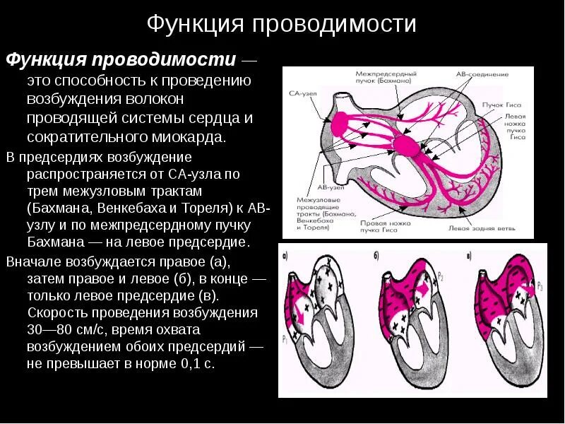 Какая функция предсердий. Проводящая система сердца. функция проводимости сердца. функция предсердий сердца. функции проводящей системы сердца.