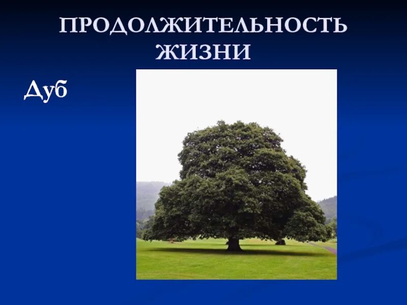 Средний срок жизни дуба составляет около пятьсот. Продолжительность дуба. Срок жизни дуба. Дуб Продолжительность жизни 1 класс. Продолжительность жизни Ду.