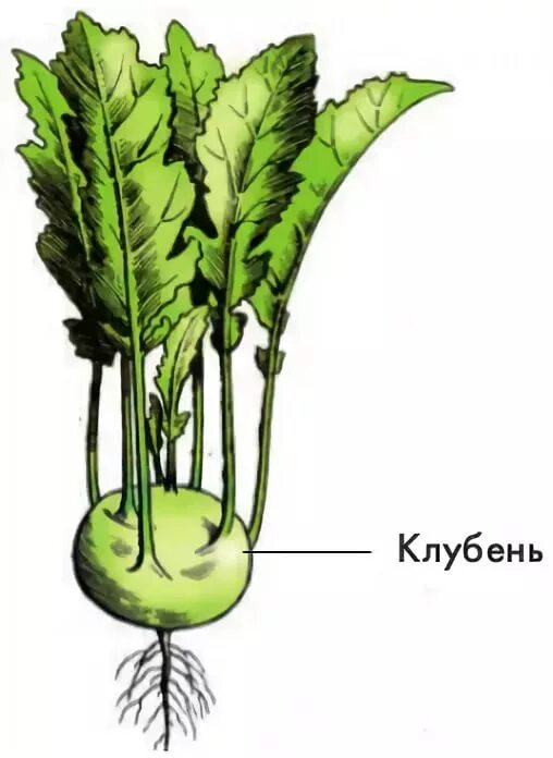 Капуста видоизмененный корень. Надземные клубни кольраби. Клубень капусты кольраби. Капуста кольраби видоизмененный побег. Надземный клубень капусты кольраби.