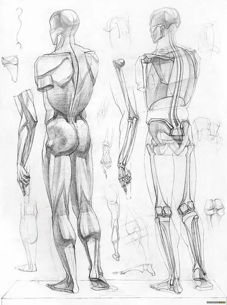 Фигура человека анатомия. Баммес мышцы туловища анатомия. Анатомия скелета человека Баммес. Готтфрид Баммес пластическая анатомия. Баммес анатомия человека фигура.