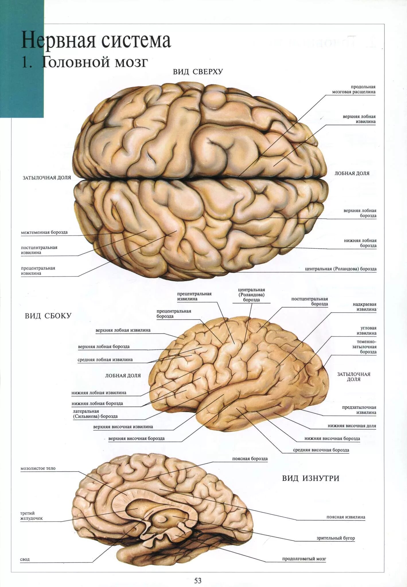 Строение головного мозга доли борозды извилины. Борозды конечного мозга анатомия. Конечный мозг анатомия извилины. Латеральная борозда головного мозга. Извилины долей мозга