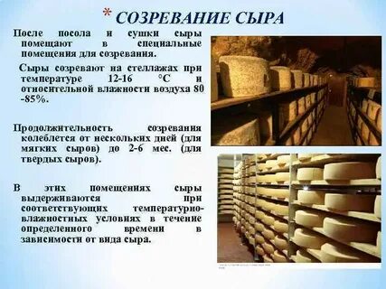Сколько зреет сыр