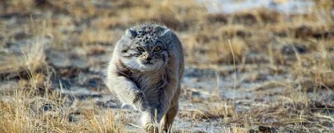 Степной кот оренбургской