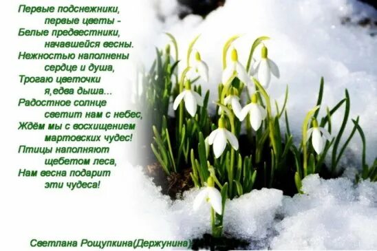 Песня про подснежники детская. Дарю подснежники. Первые подснежники я тебе дарю. Пусть первый Подснежник. Пусть первый Подснежник подарит вам нежность.