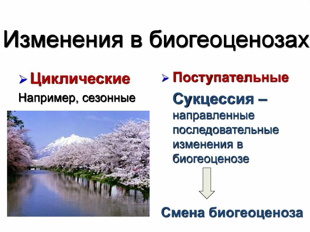 Выберите пример смены экосистемы. Циклические и поступательные изменения в экосистеме. Циклические изменения экосистем. Циклические изменения биогеоценозов. Сезонные изменения экосистем.