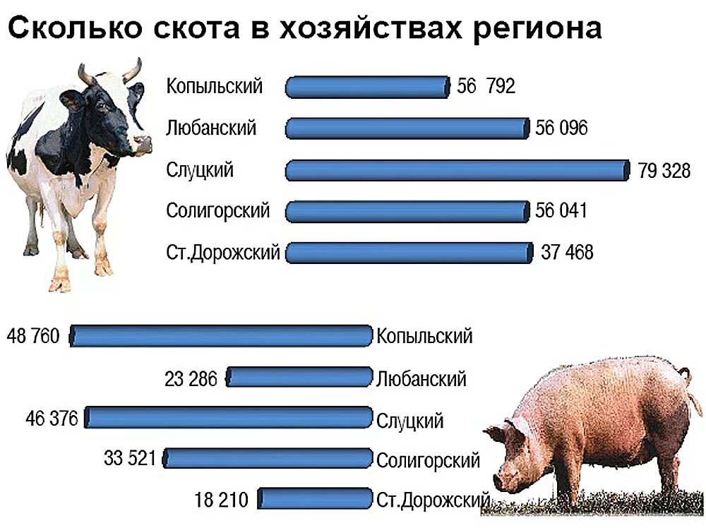 Страны лидеры рогатого скота. Статистика поголовья крс. поголовье крупного рогатого скота.