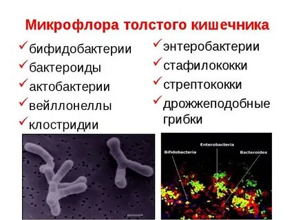 Роль кишечных бактерий