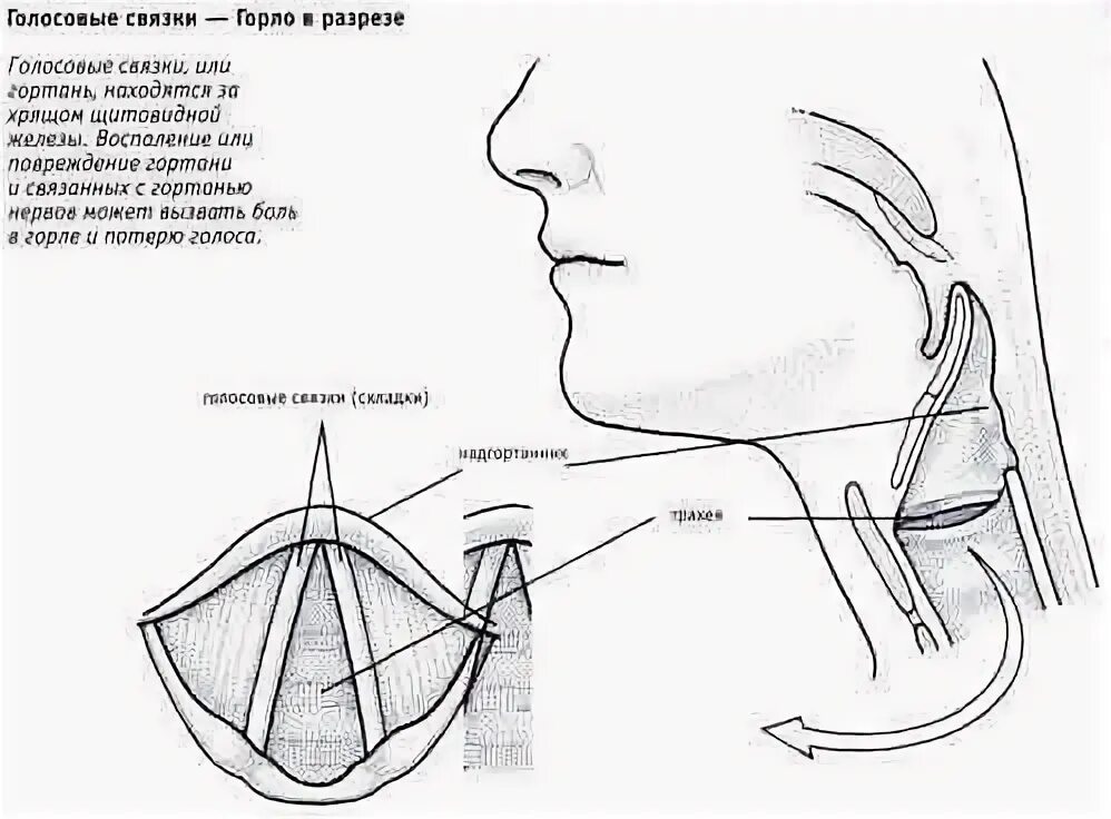 Сообщение голосовая связь. Где расположены голосовые связки у человека. Голосовые связки где находятся картинки. Голосовая связка гортани. Схема голосовых связок человека.