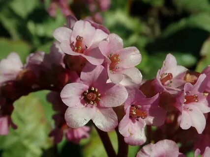 Bergenia crassifolia сырье