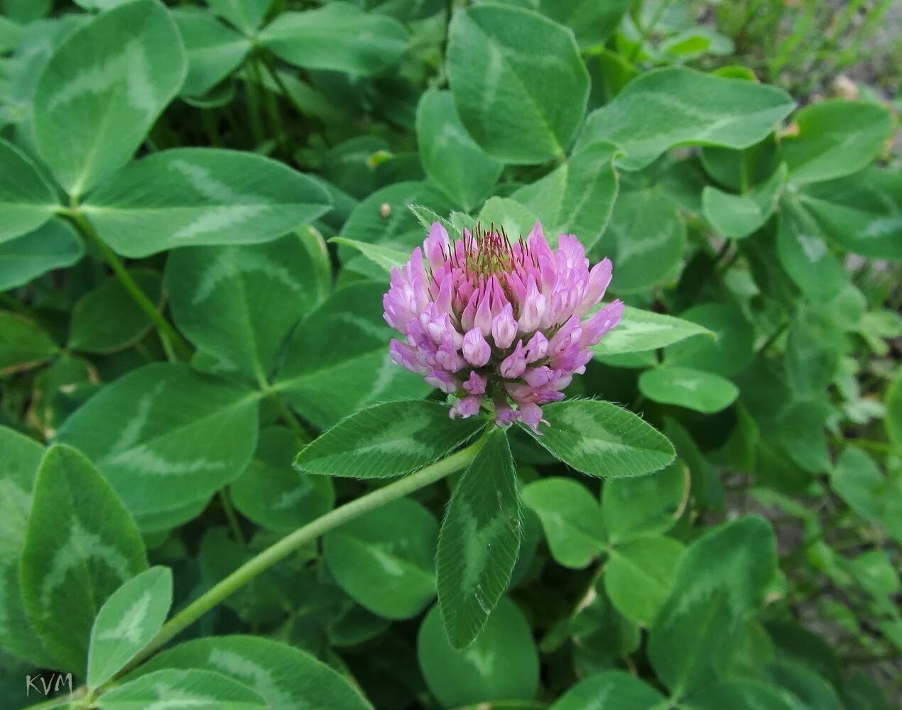 Клевер Луговой. Красный Клевер Trifolium pratense. Клевер Луговой Клевер красный. Клевер Луговой Trifólium praténse. Клевер луговой небольшое растение обычно его