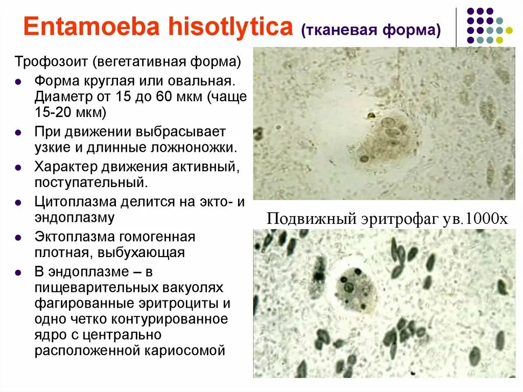 Entamoeba coli в кале. Entamoeba histolytica тканевая форма. Entamoeba histolytica систематика. Вегетативная форма трофозоит. Мелкая вегетативная форма трофозоит.