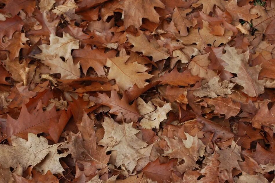 The browns leave. Коричневые листья. Осень коричневые листья. Кленовый лист коричневый. Коричневые листья осенью.
