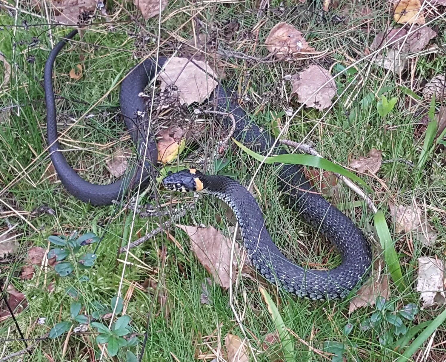 Змея в лесу. Гадюка обыкновенная черная. Змея живет в лесу. Уж обыкновенный хмао. Змеи кировской области.