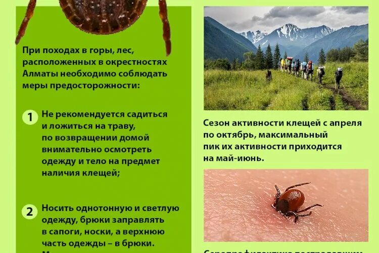 Активность клещей при какой температуре. Активность клещей. период активности клещей. период активности клещей на урале. клещи пик активности.