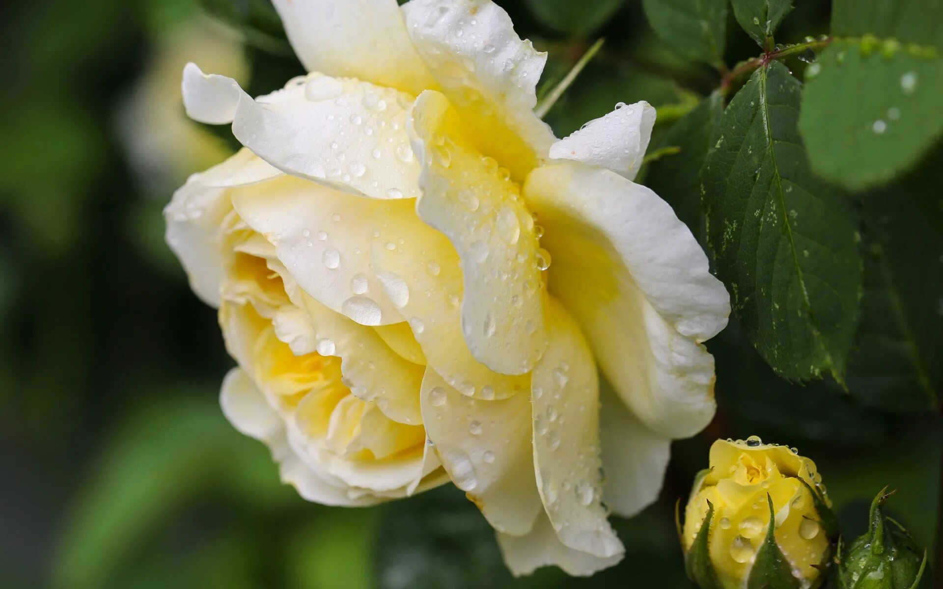 роза клео. роза флоренс желтая. ах эти белые желтые. ах эти белые желтые. чудесные розы.