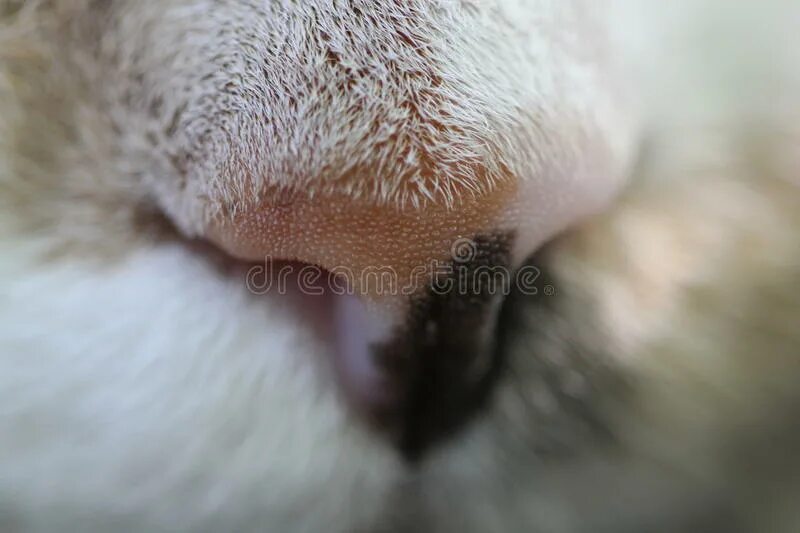 Мокрый нос у кота. Кошачьи носики это Совы. Холодный мокрый нос у кошки.