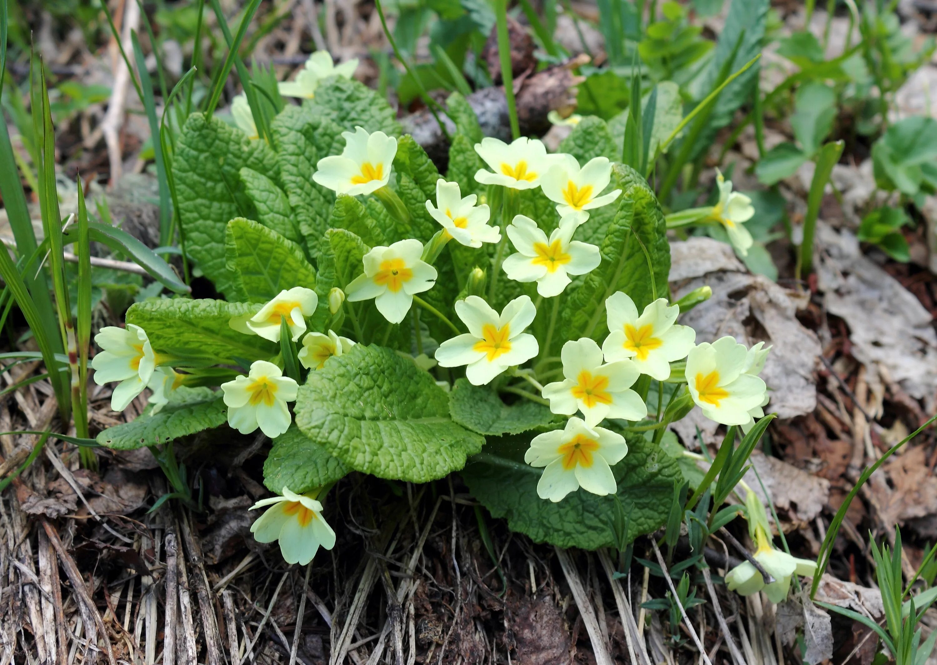 Примула Воронова (Primula woronowii). Примула обыкновенная. (Primula vulgaris). Примула Матсумуры. Цветок примулы фото и описание