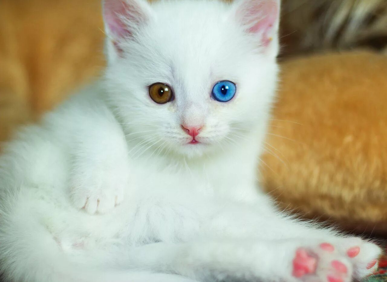 Котенок с разными глазами. Турецкая ангора котята белые. турецкая ангора кошка котенок. турецкая ангора кошка разноглазая. турецкий ангорский котенок.
