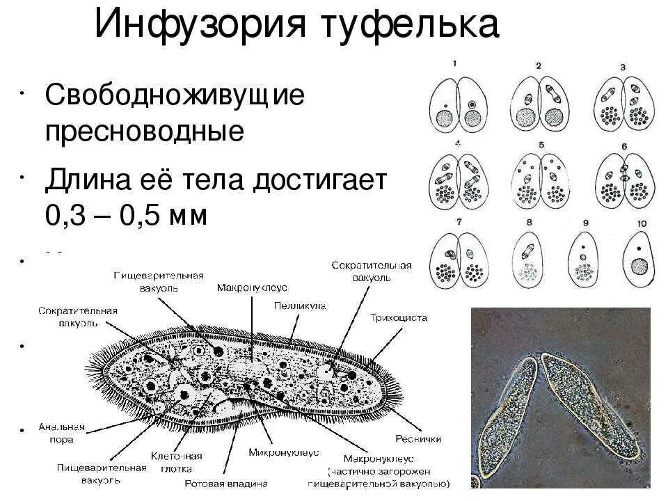 Строение бактерии инфузории туфельки. Конъюгация инфузорий. Вегетативное ядро инфузории туфельки. Простейшие биология 5 класс инфузория туфелька. Инфузория туфелька структура