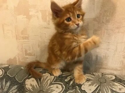 Котята 2 месяца рыжие