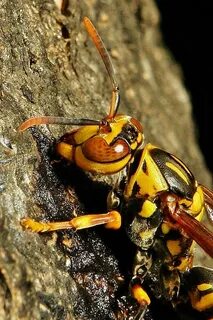 Bees ants
