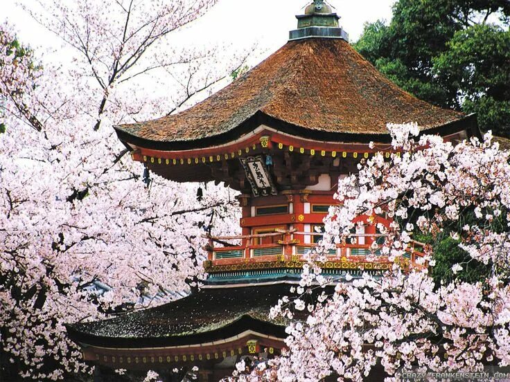 Japan tobrut. Sriayutarisa bugil. Матия архитектура киото. Киото (город в японии). Ворота расемон в киото.