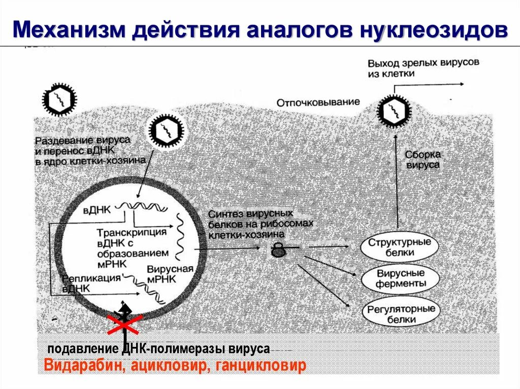 Раздевание вируса. Механизм действия аналогов нуклеозидов. аналоги нуклеозидов механизм действия. механизм действия вируса. ганцикловир механизм действия.