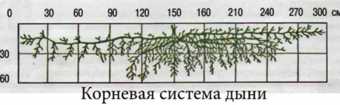 Корневая система арбуза глубина. Корневая система дыни глубина. Сколько лет корневой