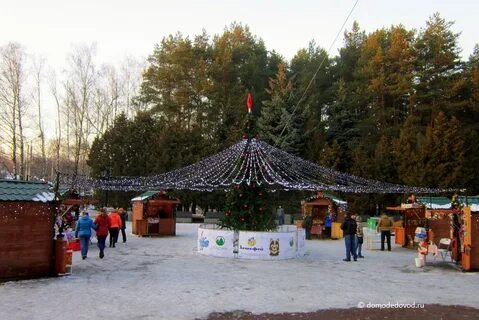 Домодедовский парк елочки