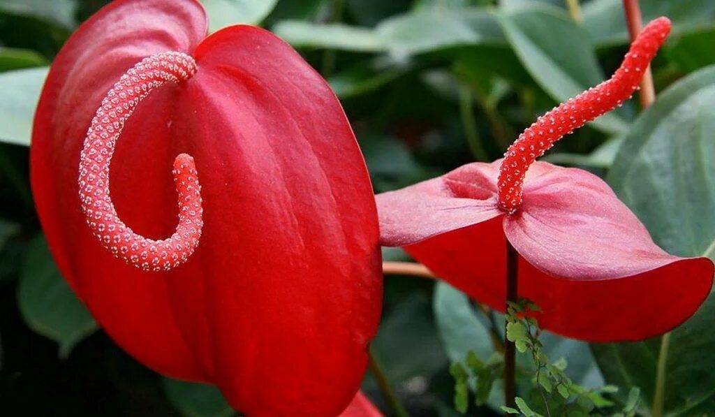 Антуриум Шерцера. Красный Антуриум цветок. Шерцера (Anthurium scherzerianum). Антуриум Шерцера Линдси