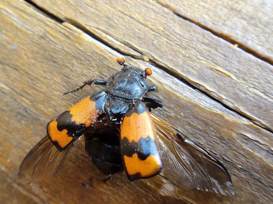 Жук могильщик. Могильщик ритебулавный (Microphorus vespillo). Американский Жук могильщик. Жук трупоед.