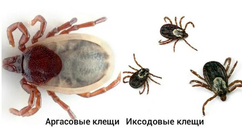 Иксодовые и аргасовые клещи. Иксодовые и гамазовые клещи. Семейство аргасовые клещи представители. Иксодовые и аргасовые клещи. Иксодовые и аргасовые клещи.