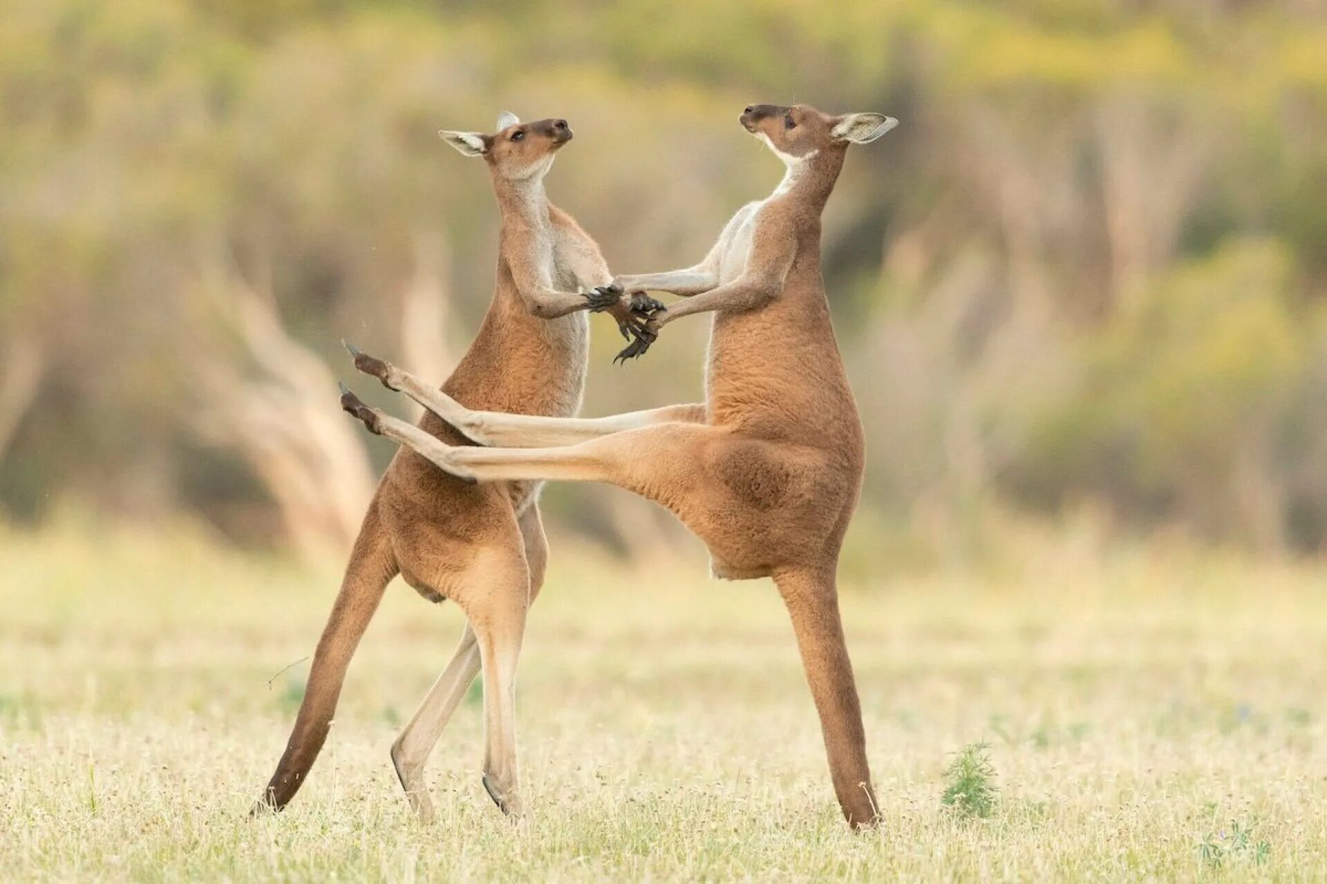 Жизнь смешных животных. Comedy Wildlife Photography Awards 2021. Конкурса comedy Wildlife Photography Awards. Смешные животные.