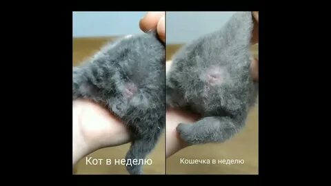 Кот или кошка фото 1 месяц