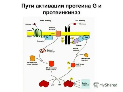 Протеинкиназа класс